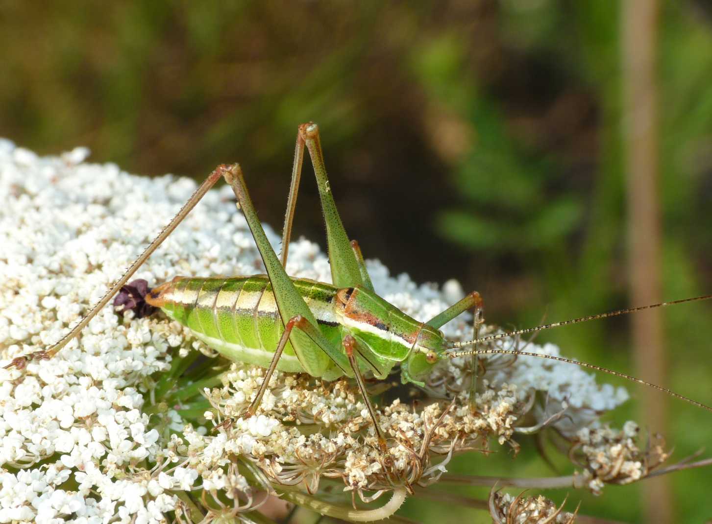 Phaneropteridae: Poecilimon jonicus superbus